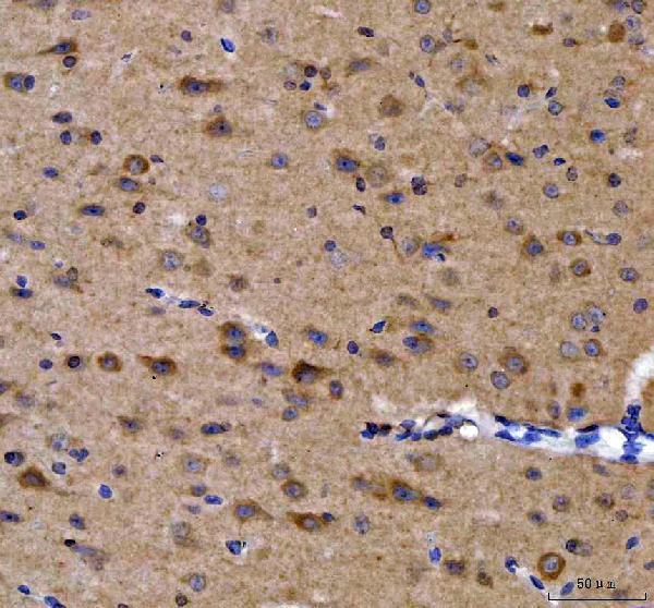 a01663 2 grb10 primary antibodies ihc testing 5_1