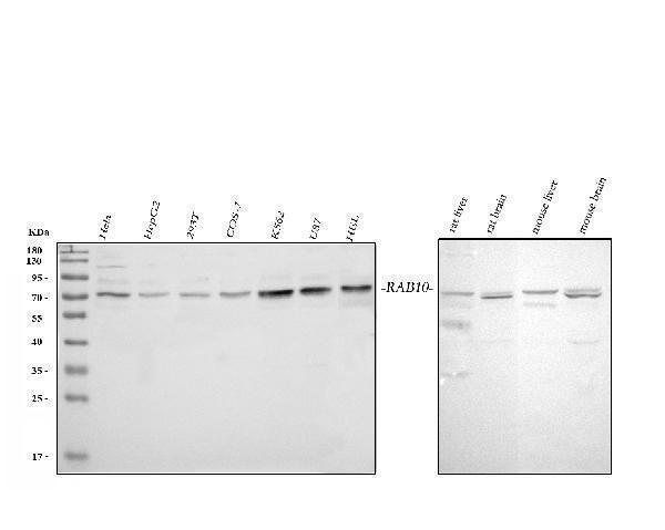 a01663 2 grb10 primary antibodies wb testing 1_1