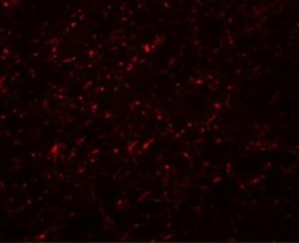 a01663 grb10 primary antibodies if testing 2