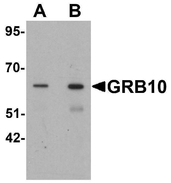 a01663 grb10 primary antibodies wb testing 1
