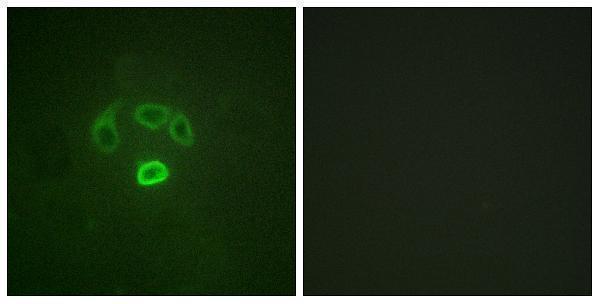 a01663y67 grb10 primary antibodies if testing 5