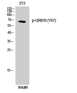 a01663y67 grb10 primary antibodies wb testing 2
