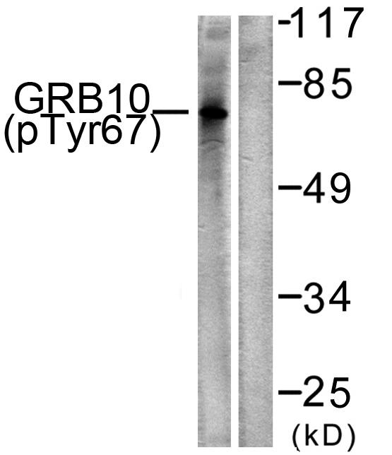 a01663y67 grb10 primary antibodies wb testing 3