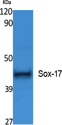 a01665 1 sox17 primary antibodies wb testing 2