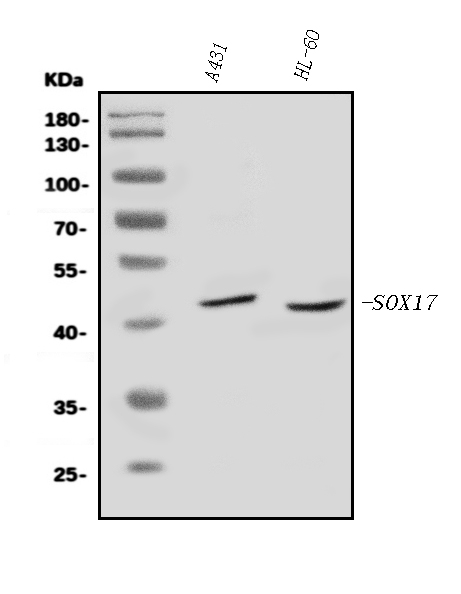 a01665 2 sox17 primary antibodies wb testing 1