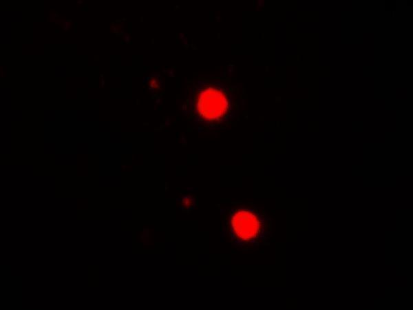 a01665 sox17 primary antibodies if testing 2