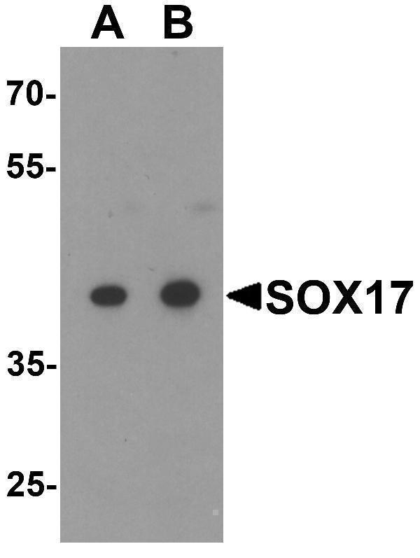 a01665 sox17 primary antibodies wb testing 1