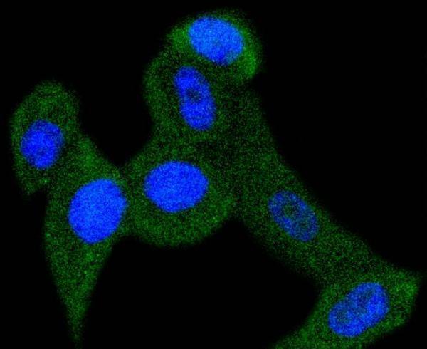 ICC staining PBP in PC-3M cells (green)