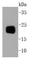 Western blot analysis of PBP on mouse brain lysates using anti-PBP antibody at 1/1,000 dilution