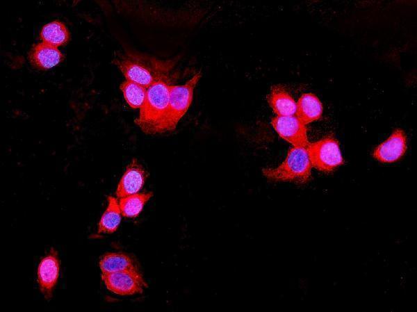 a01672 2 ung primary antibodies if testing 6