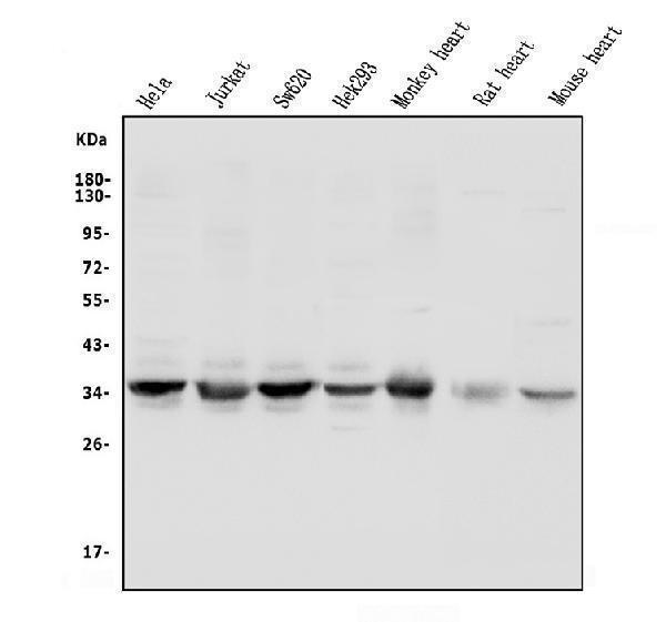 a01672 2 ung primary antibodies wb testing 1