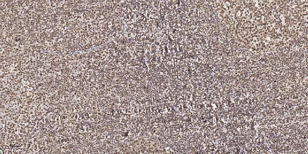 a01672 ung primary antibodies ihc testing 1
