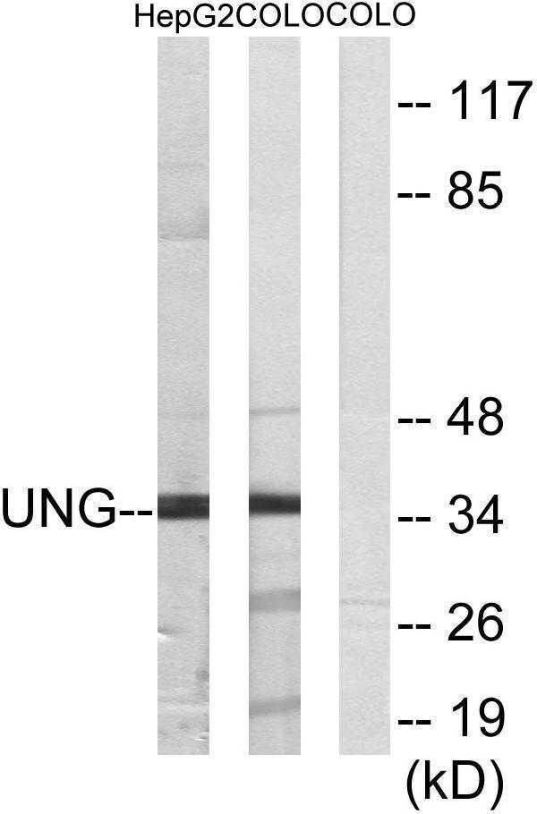 a01672 ung primary antibodies wb testing 3