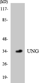 a01672 ung primary antibodies wb testing 4
