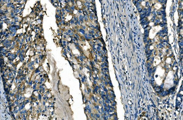  IHC analysis of FGF4 using anti-FGF4 antibody (A01675-1)