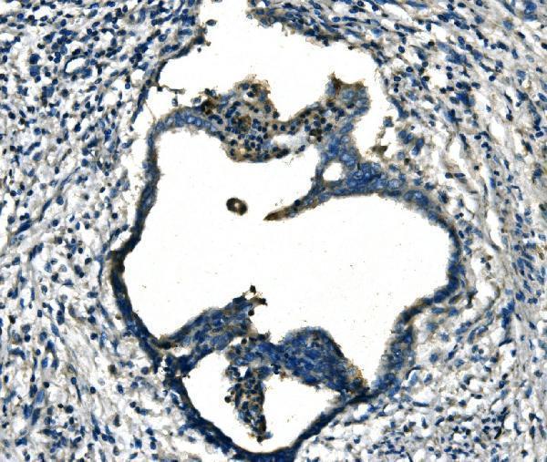  IHC analysis of FGF4 using anti-FGF4 antibody (A01675-1)
