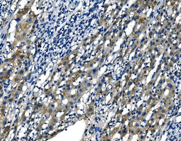  IHC analysis of FGF4 using anti-FGF4 antibody (A01675-1)