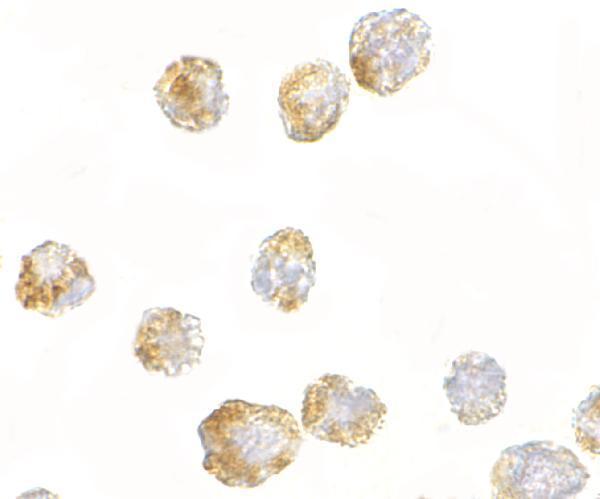Immunocytochemistry of FGF4 in 3T3 cells with FGF4 antibody at 2
