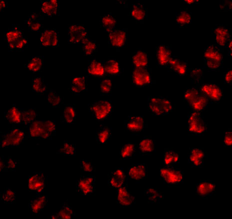 Immunofluorescence of FGF4 in 3T3 cells with FGF4 antibody at 2
