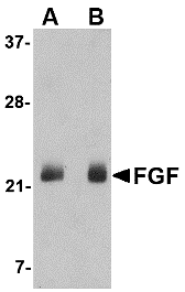 Western blot analysis of FGF4 in NIH 3T3 cell lysate with FGF4 antibody at (A) 0