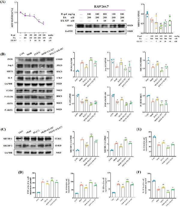 SIRT1 inhibitor EX‐527 increased M1‐like macrophage and lipid accumulation by EGCG in the model cells