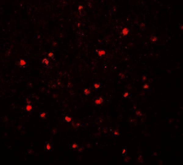 a01678 srebf2 primary antibodies if testing 3