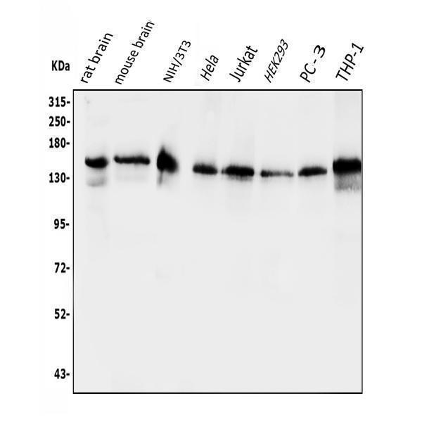 a01681 1 eps15 primary antibodies wb testing 1