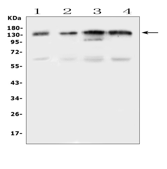 a01681 eps15 primary antibodies wb testing 1