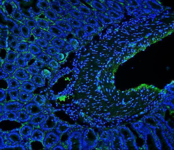 a01683 mcam primary antibodies if testing 5