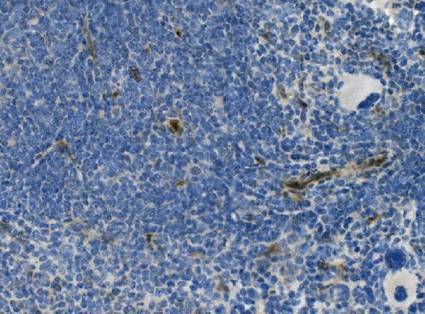 a01683 mcam primary antibodies ihc testing 4