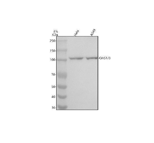  Western blot analysis of OAS1/3 using anti-OAS1/3 antibody (A01684-3)