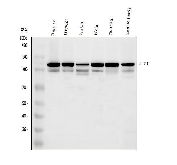  Western blot analysis of LIG4 using anti-LIG4 antibody (A01685-3)