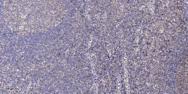 a01685 lig4 primary antibodies ihc testing 1