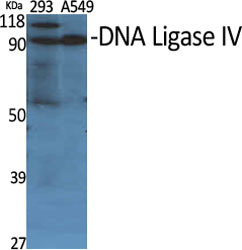 a01685 lig4 primary antibodies wb testing 2