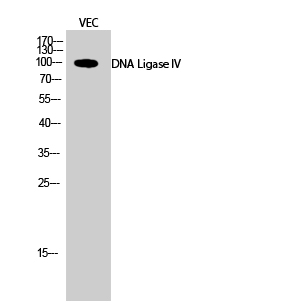 a01685 lig4 primary antibodies wb testing 3