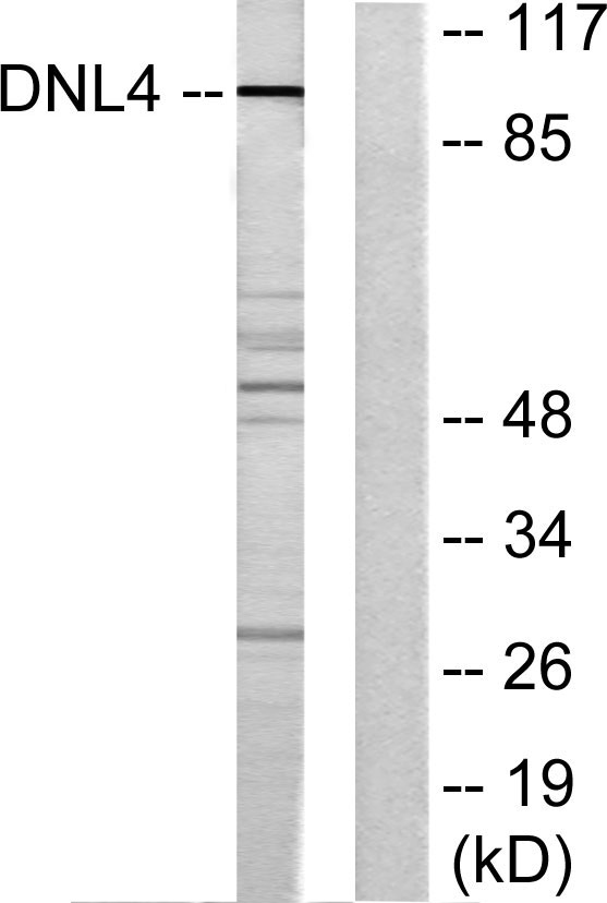 a01685 lig4 primary antibodies wb testing 4