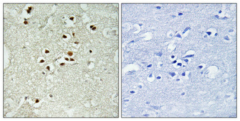 a01685t650 lig4 primary antibodies ihc testing 1