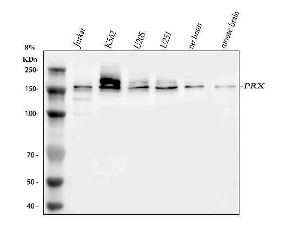 a01686 prx primary antibodies wb testing 1
