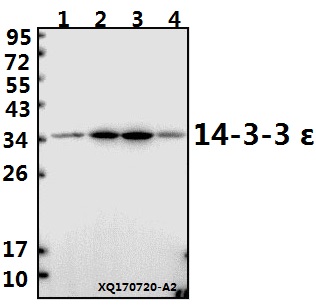 a01687 2 ywhae primary antiboties wb testing 1