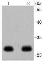 a01687 3 ywhae primary antiboties wb testing 1