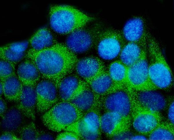 a01687 4 ywhae primary antibodies if testing 4