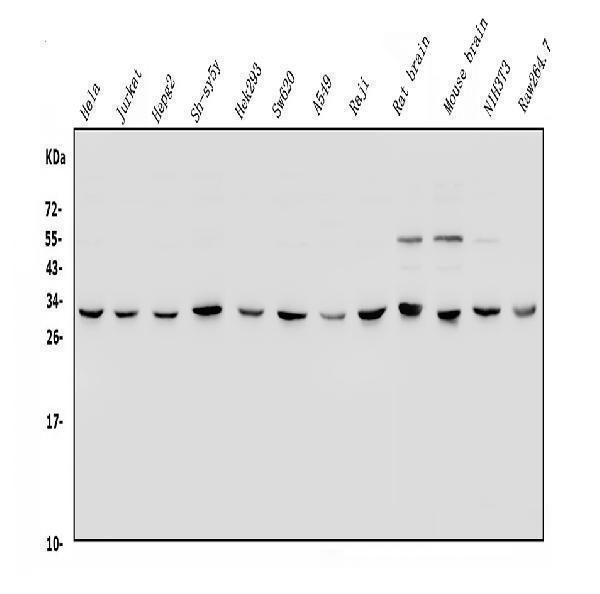 a01687 4 ywhae primary antibodies wb testing 1