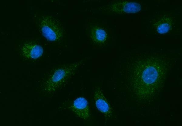 a01687 5 ywhae primary antibodies if testing 6