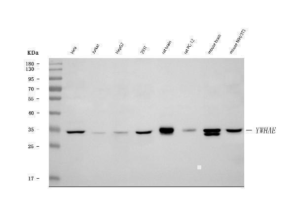 a01687 5 ywhae primary antibodies wb testing 1