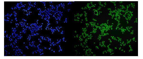 a01688 2 zc3h12a primary antibodies if testing 4