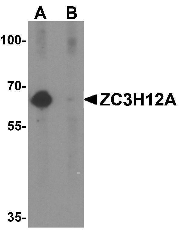 a01688 zc3h12a primary antibodies wb testing 1
