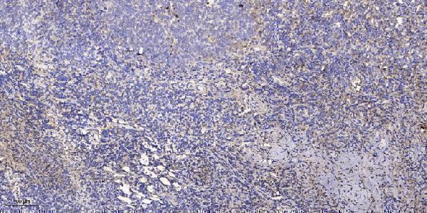 Immunohistochemical analysis of paraffin-embedded human tonsil