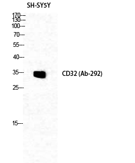 Western Blot analysis of SH-SY5Y cells using CD32 Polyclonal Antibody diluted at 1:1000