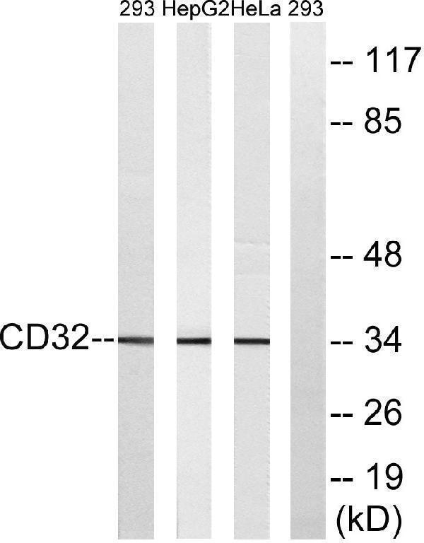Western blot analysis of lysates from 293, HepG2, and HeLa cells, treated with PMA 125ng/ml 30
