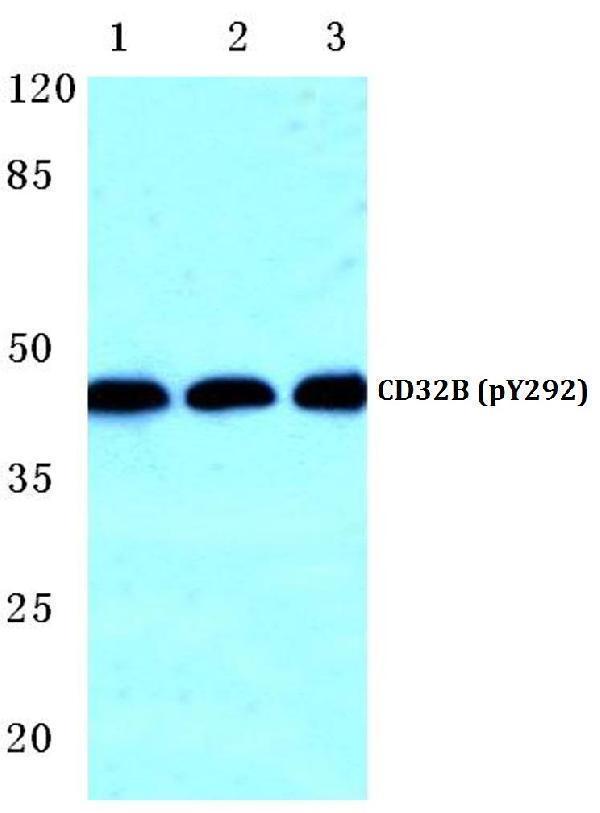 a01690y292 fcgr2b primary antiboties wb testing 1